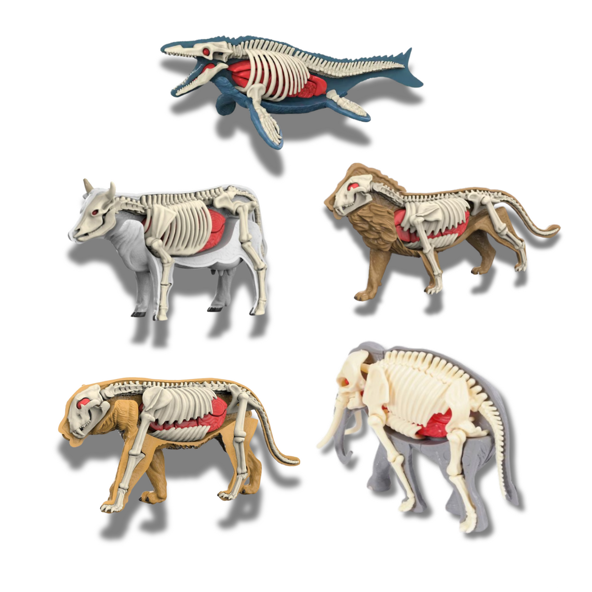Rompecabezas 3D de Anatomía Animal Armable | AnimalLab