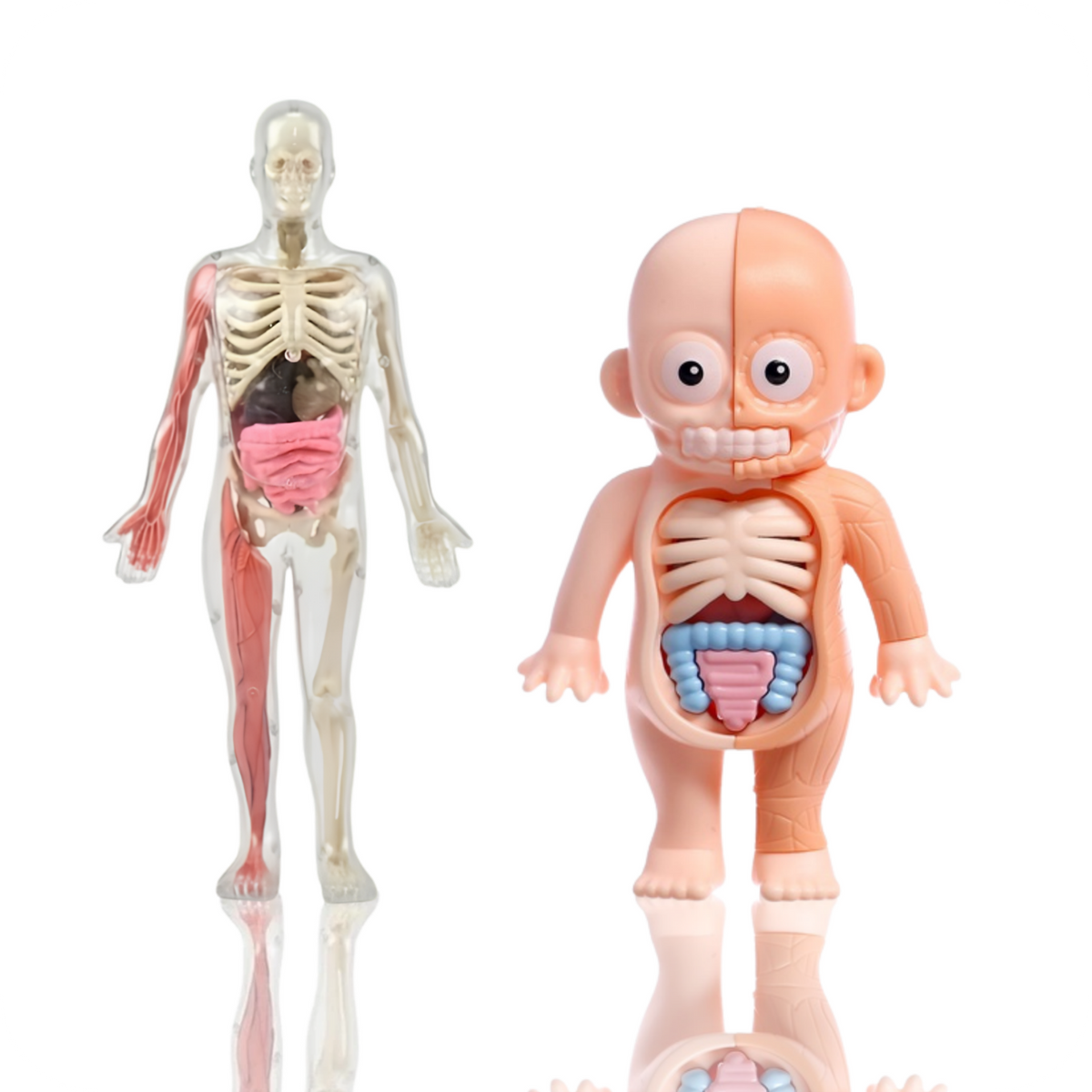 Rompecabezas 3D de Anatomía Humana Armable | AnatomyKids