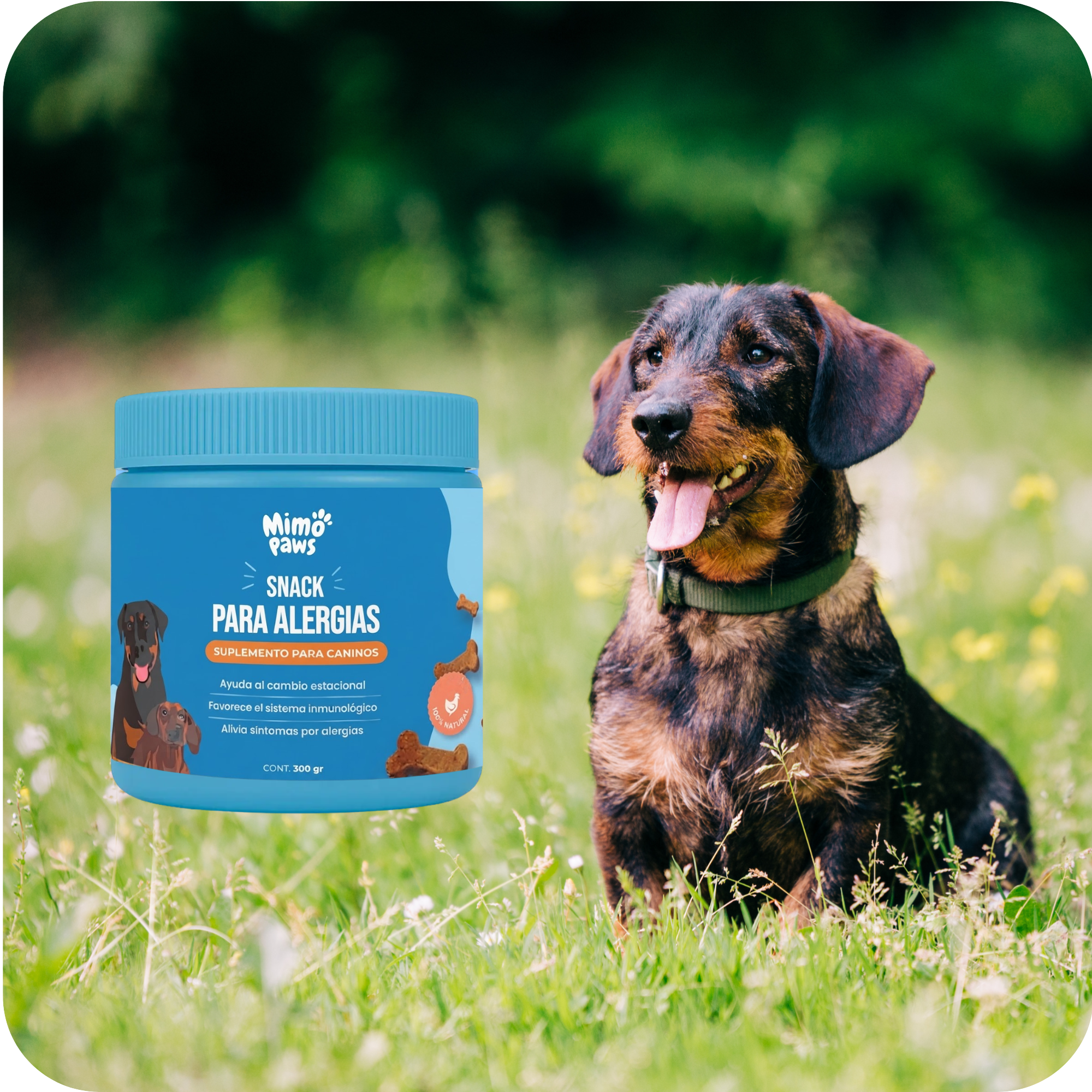 Snack para Alergias | MimoPaws