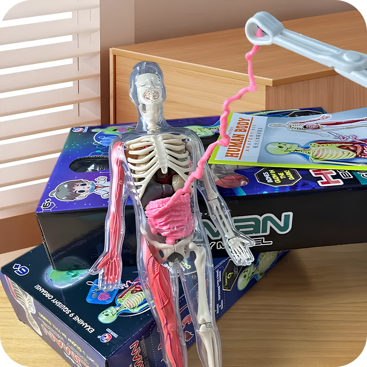 Rompecabezas 3D de Anatomía Humana Armable | AnatomyKids