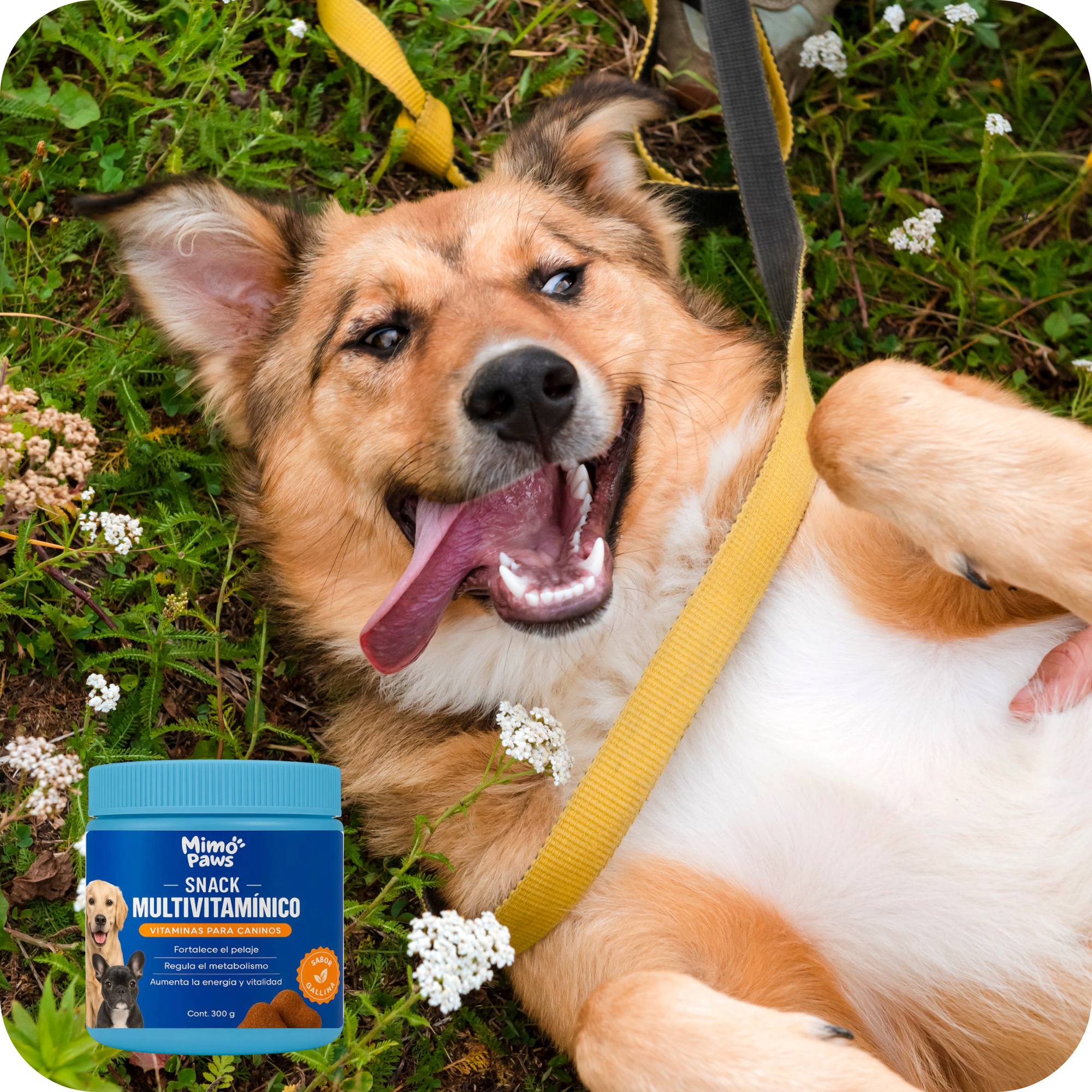 Snack Multivitamínico | MimoPaws