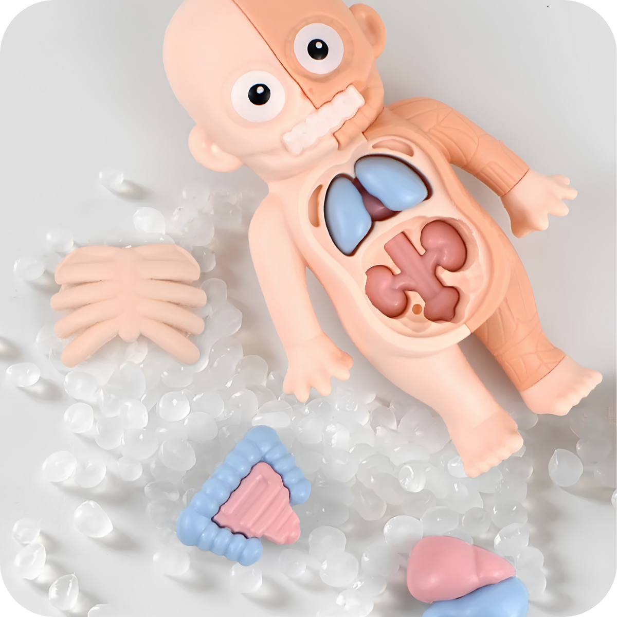 Rompecabezas 3D de Anatomía Humana Armable | AnatomyKids